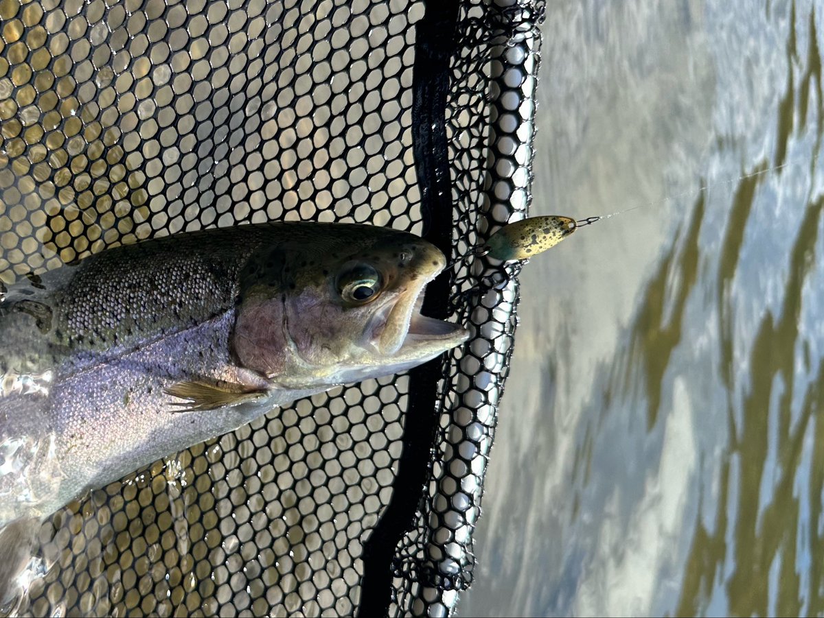 fishing2004's tweet photo. 昨日も五頭‼️
AM5時〜PM6時、13時間コース😇
朝はrcワウ37hfで正解を見つけてからはボコボコ^_^
放流魚はシルエット嫌ってたのでタイソンから早めにキッドダディ1.2g（AG9）に落とし速度はそのままシルエットだけ小さくしてあげると回遊してくる放流魚がパクパクでした😲
#DeepParadox
#YARIE
#五頭FP https://t.co/hy8yXkszXM