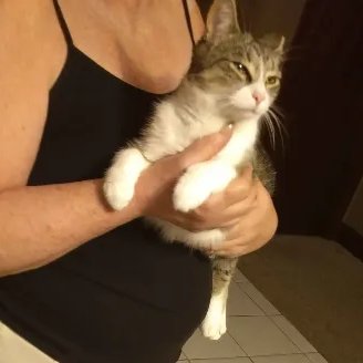 certifiedypper's tweet photo. i feel so bad for my cats i have been taking the WORST photos of them ever.. they look so fat #itsGENETIC https://t.co/eZgLGrTova