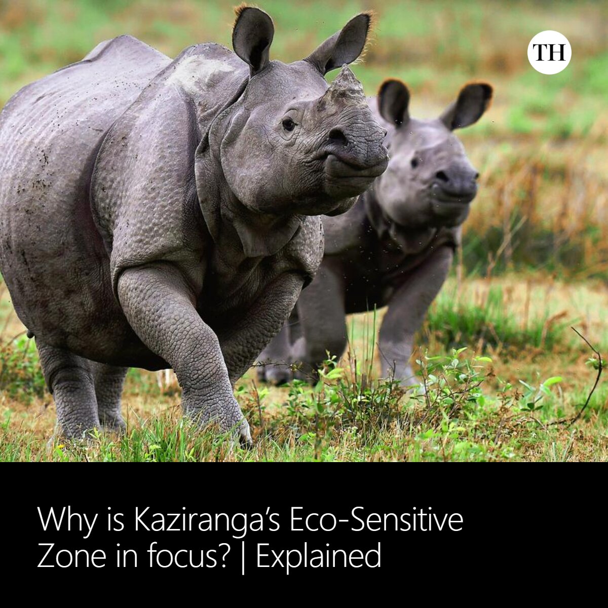 THexplains's tweet photo. Explained | Why is Kaziranga’s Eco-Sensitive Zone in focus?

✍️@rahconteur

Read more by clicking the link in the comment https://t.co/x9QKkfXkgH