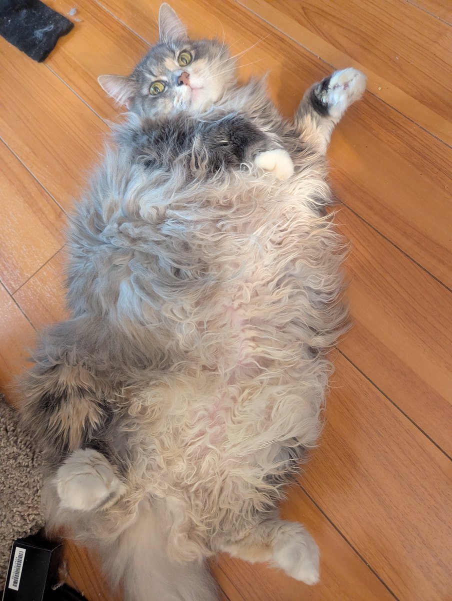 sum_bunnys's tweet photo. @ShibiCottonbum My kinda fat and fluffy girl. And a bonus of my friend's boy from when I looked after him last year https://t.co/5ZMGiuv7ru