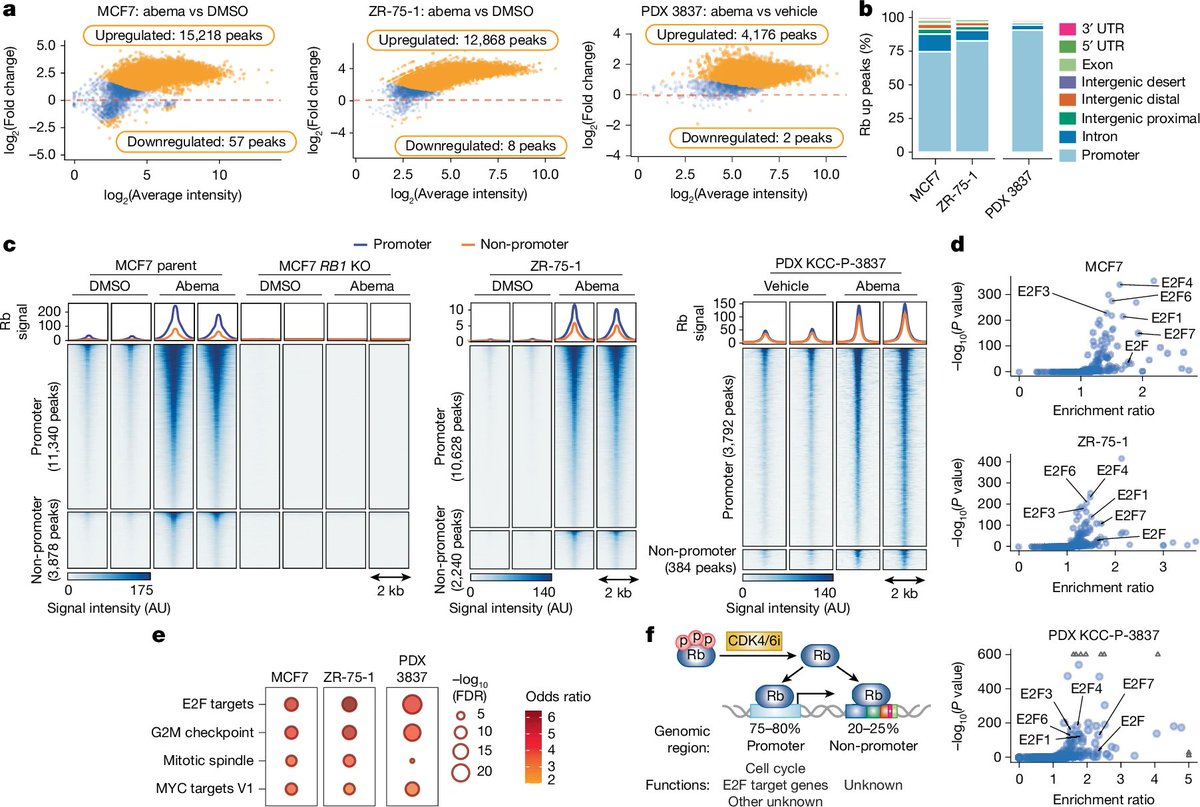 EpigenomeTech's tweet photo. Epigenetics Update - Rb-driven transcription limits its tumour-suppressive effects in breast cancer https://t.co/Mib2Ak2ci2
@AprilCWatt/ @AntonioAhnNZ and @shomgoel (@PeterMacCC/ @uommedia) in @Nature
#Epigenetics #pRB #Cancer #BreastCancer
---
https://t.co/WmSYDGXnzb https://t.co/UqK7MXJoez