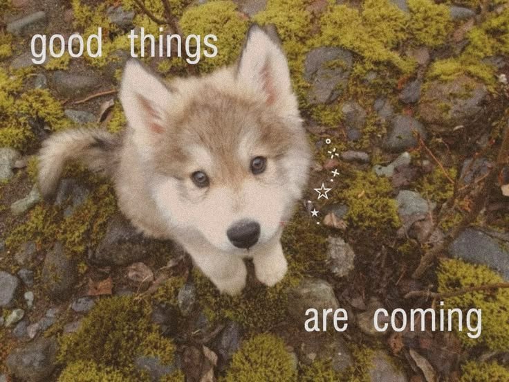 caninepoetry_'s tweet photo. https://t.co/RAPTvRvgEN