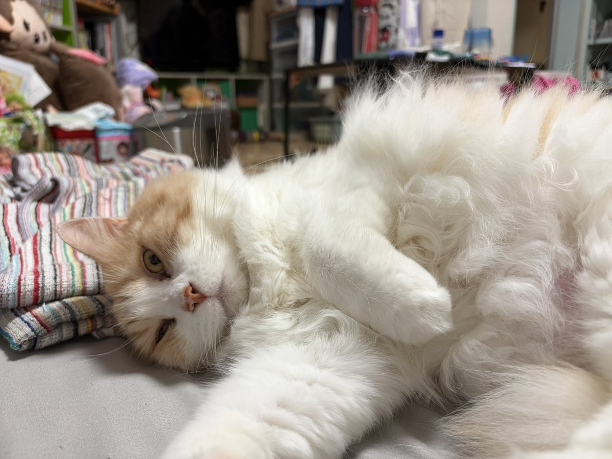simolin_pico666's tweet photo. 幸せなひととき😃
あっちゃん🐱とゴロゴロ🥱 https://t.co/DDKgyFtBhk