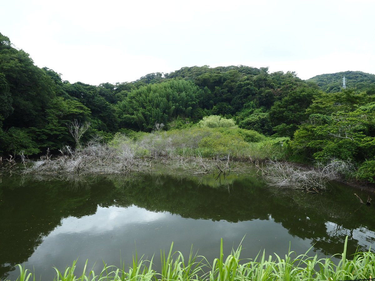 aosuke32's tweet photo. 横須賀市の長坂緑地を散策。沢山池の里山とも言われ、水田の再生、雑木林の手入れ、子どもたちの里山体験イベントの為に整備しているとの事。遊歩道もあり、小川や水田の風景に癒されました！横須賀にもこんなところがあったんだね! https://t.co/aRqvLE7kib