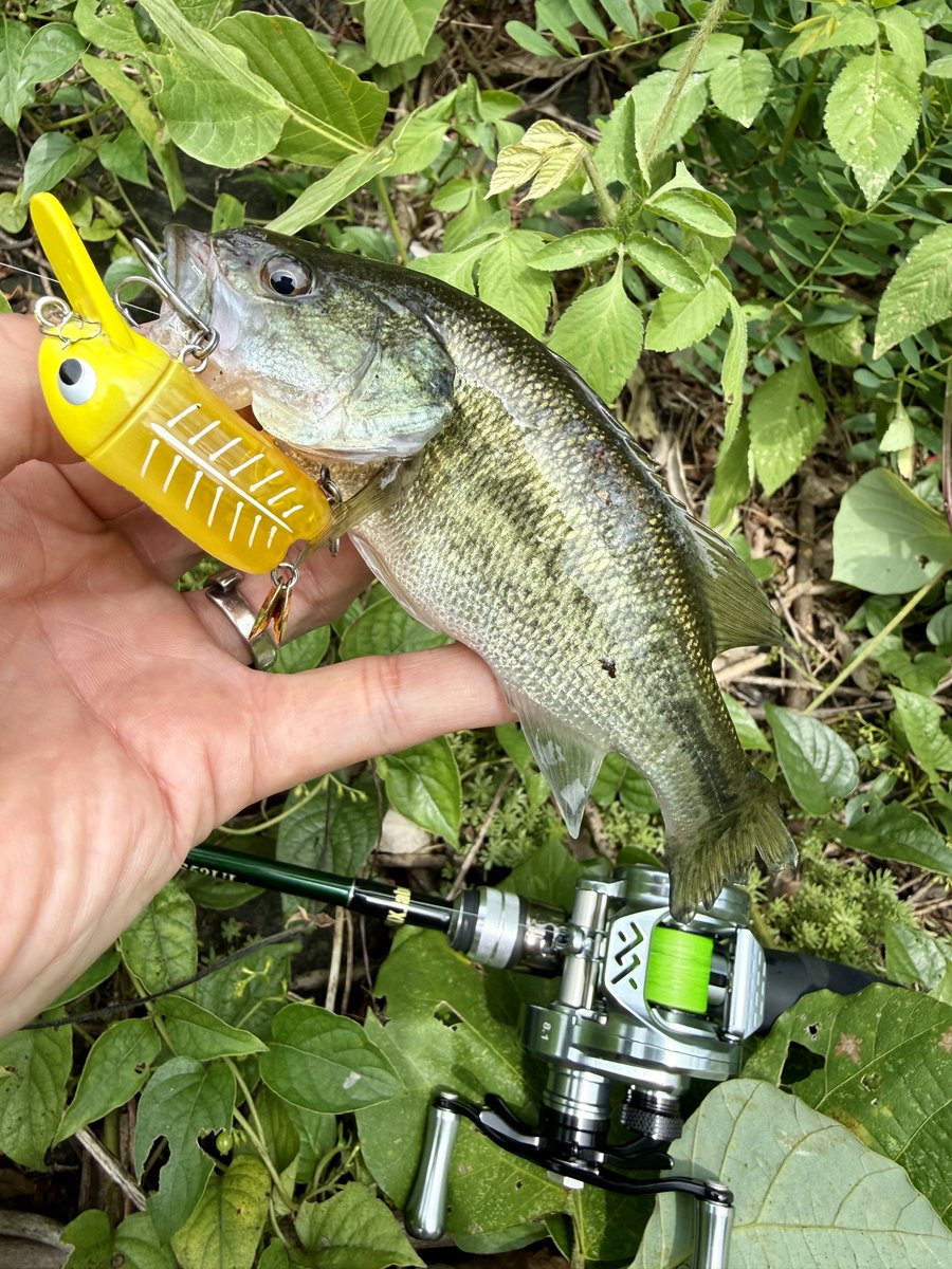 fr_chopper's tweet photo. 本日はエルセーラで✌️😎

#INXlabel
#インクスレーベル
#エルセーラ
#JBOY
#ゴッツンバイブタイニー
#WILDLURES
#KeyBow
#PR https://t.co/3md3Wwrt2t