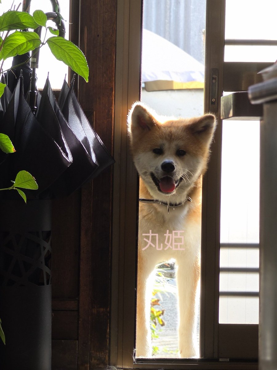 maruhime1024's tweet photo. こんにちは😊

追加で１０分、日光浴したいんですけどぉ、駄目かね？🐶 https://t.co/jUXsFmUKjH