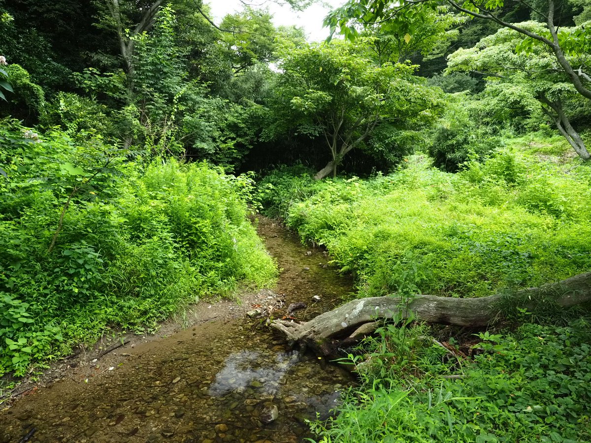 aosuke32's tweet photo. 横須賀市の長坂緑地を散策。沢山池の里山とも言われ、水田の再生、雑木林の手入れ、子どもたちの里山体験イベントの為に整備しているとの事。遊歩道もあり、小川や水田の風景に癒されました！横須賀にもこんなところがあったんだね! https://t.co/aRqvLE7kib