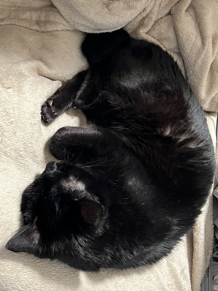 SummerBloom123's tweet photo. #黒猫感謝の日 https://t.co/rCHB4n5Q7M