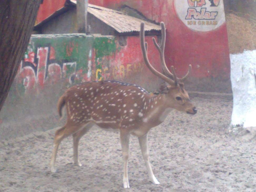 RobertRiker9's tweet photo. The beauty of nature, the innocence of a deer. 🦌🌿 https://t.co/DfKCRQfahV