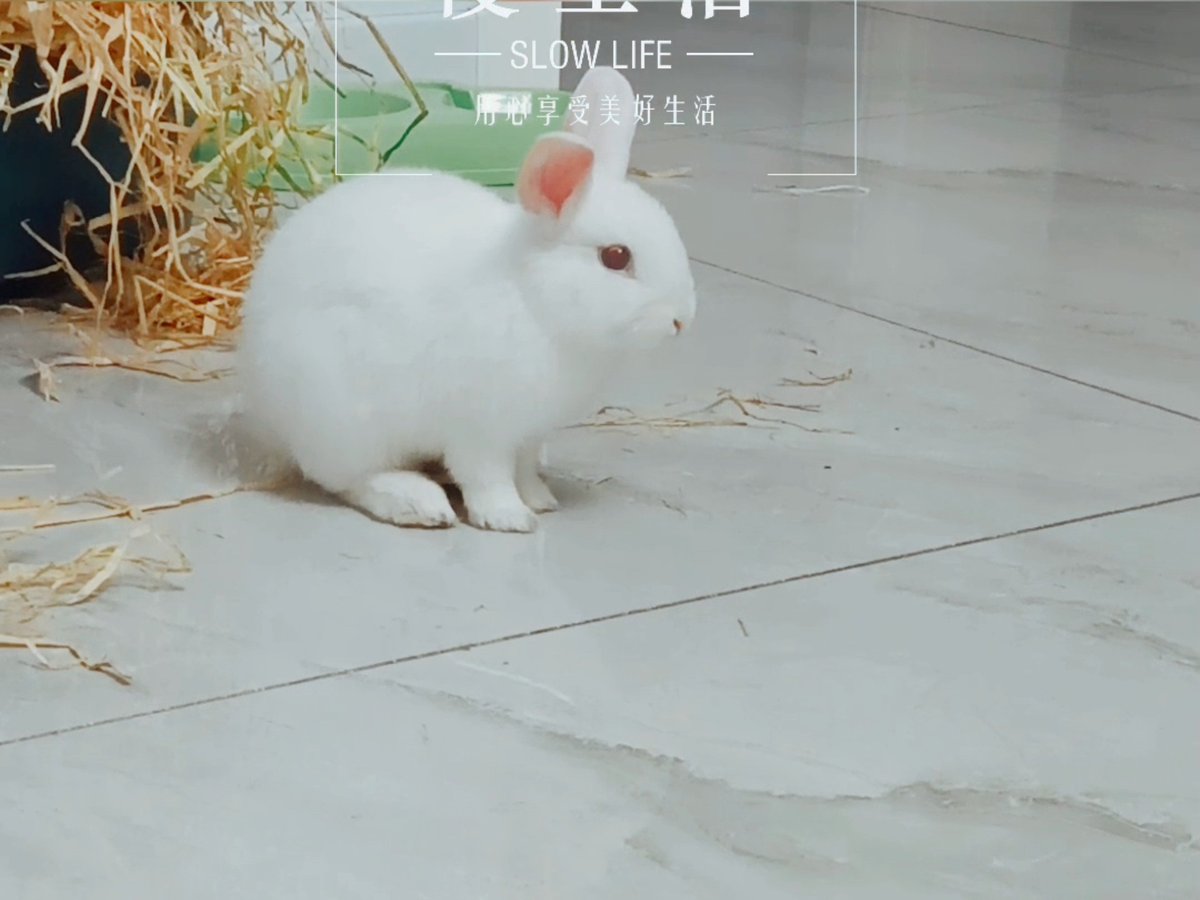 TaylorFade82071's tweet photo. My fur baby hit 6 months old today  First time I saw her tiny paws covered in cotton, now she’s zooming around the house stealing socks – growth feels so warm! https://t.co/P9crAx49z7