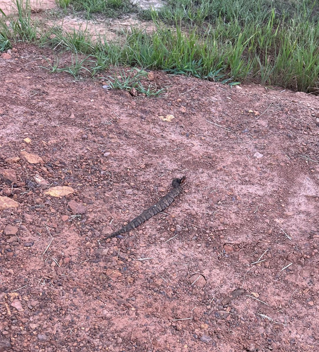 G_Low14's tweet photo. Almost got caught lacking

I think it’s cottonmouth…. Had a v shaped head https://t.co/LF5Qr1MEGC