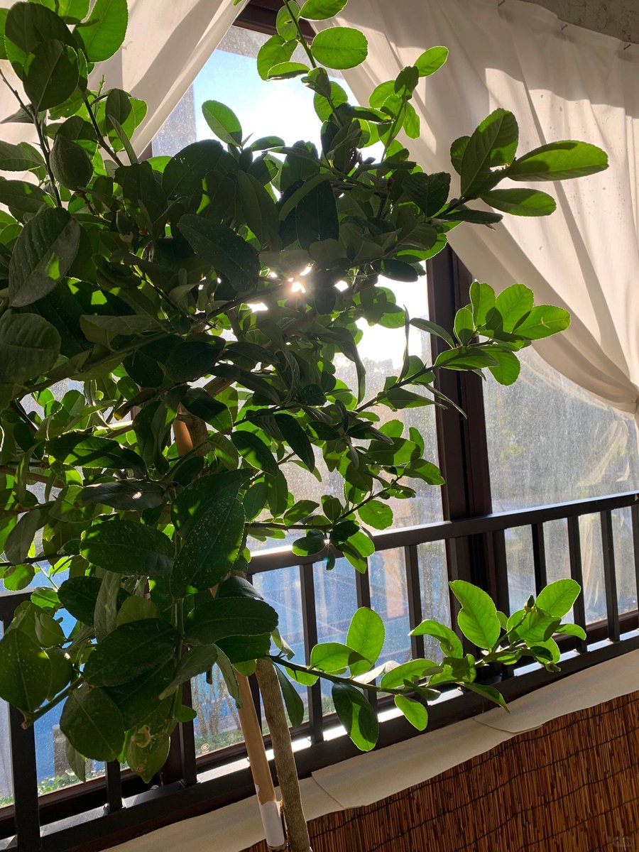 Creamlemon_'s tweet photo. Chilling with a warm cup of tea and a good book on a lazy Sunday afternoon  Nothing hits quite like these quiet little moments. https://t.co/8gR0h3oquQ