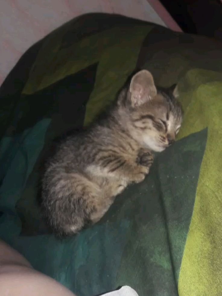 Sofi45yw's tweet photo. Foto michi 💗 descansando como si chambeara https://t.co/L6VXqByFEj