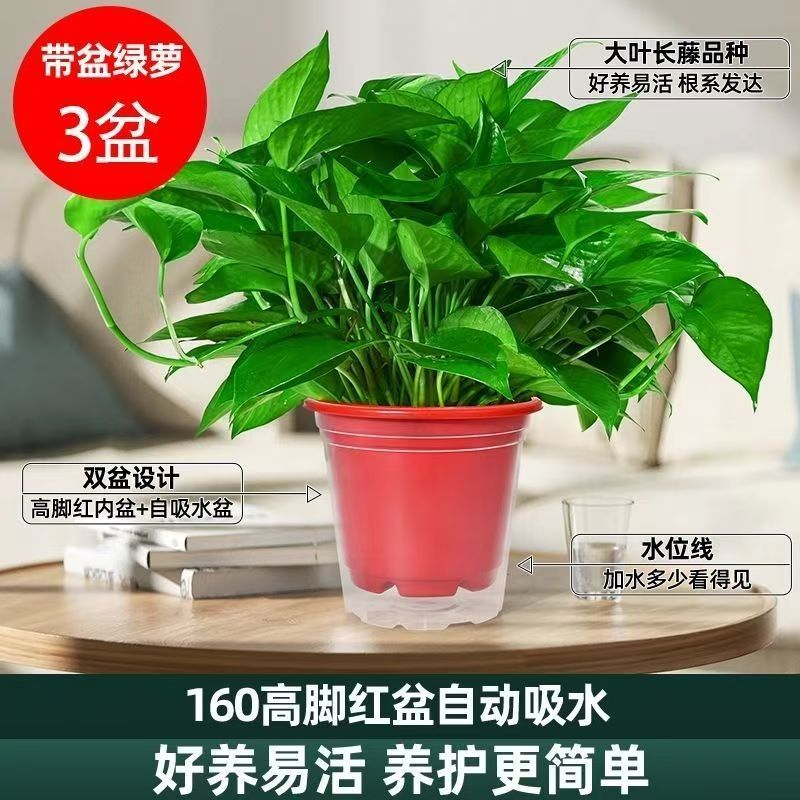 IlanitRising's tweet photo. Pro tip for your pothos! Water only when the top 2 inches of soil feel dry u0026 give it bright indirect light—it’ll grow lush and happy in no time! https://t.co/OjjGYRoewq