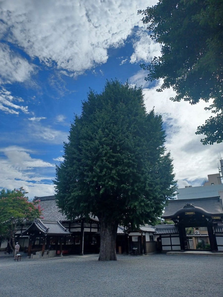 jsbwebtweet's tweet photo. おはようございます。京都市は晴れです。

本日8月17日は「#パイナップルの日」

京都のパネッテリア オークラでは、輪切りのパイナップル��包み込んで揚げた「パイナップルドーナツ」が販売されています。

ふかふかの生地とジューシーな酸味が特徴の人気商品です！

#企業公式が朝の挨拶を言い合う https://t.co/eqq45dDClZ