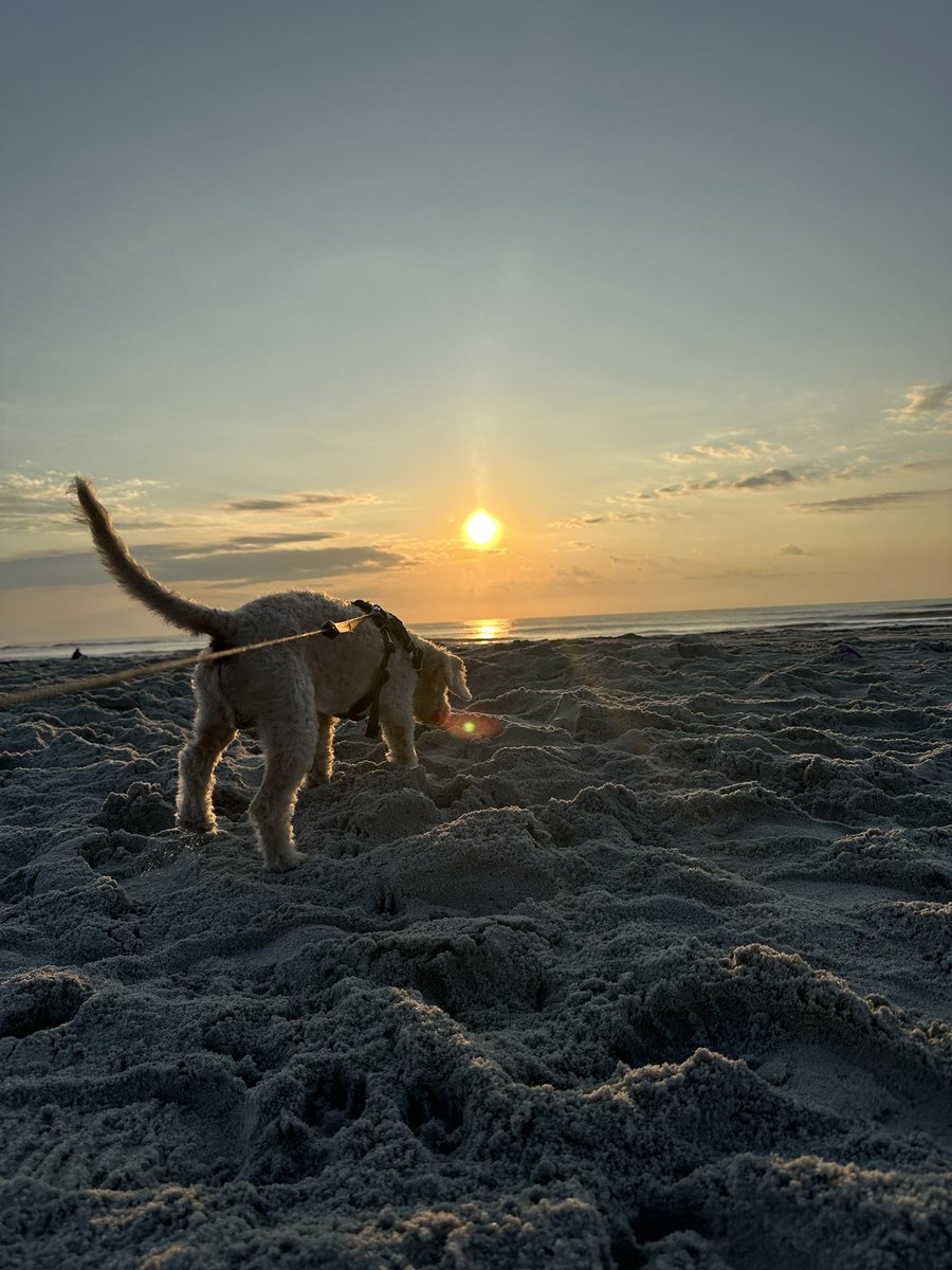 loveMundii's tweet photo. August 14th made it a year since we lost you.. 1 year since my world stopped ❤️‍🩹 keep chasing sunsets baby boy 

 Run free, Bailey🕊️🌈
💙August 4th 2008-August 14th 2025💙 https://t.co/WLhohDTIH6