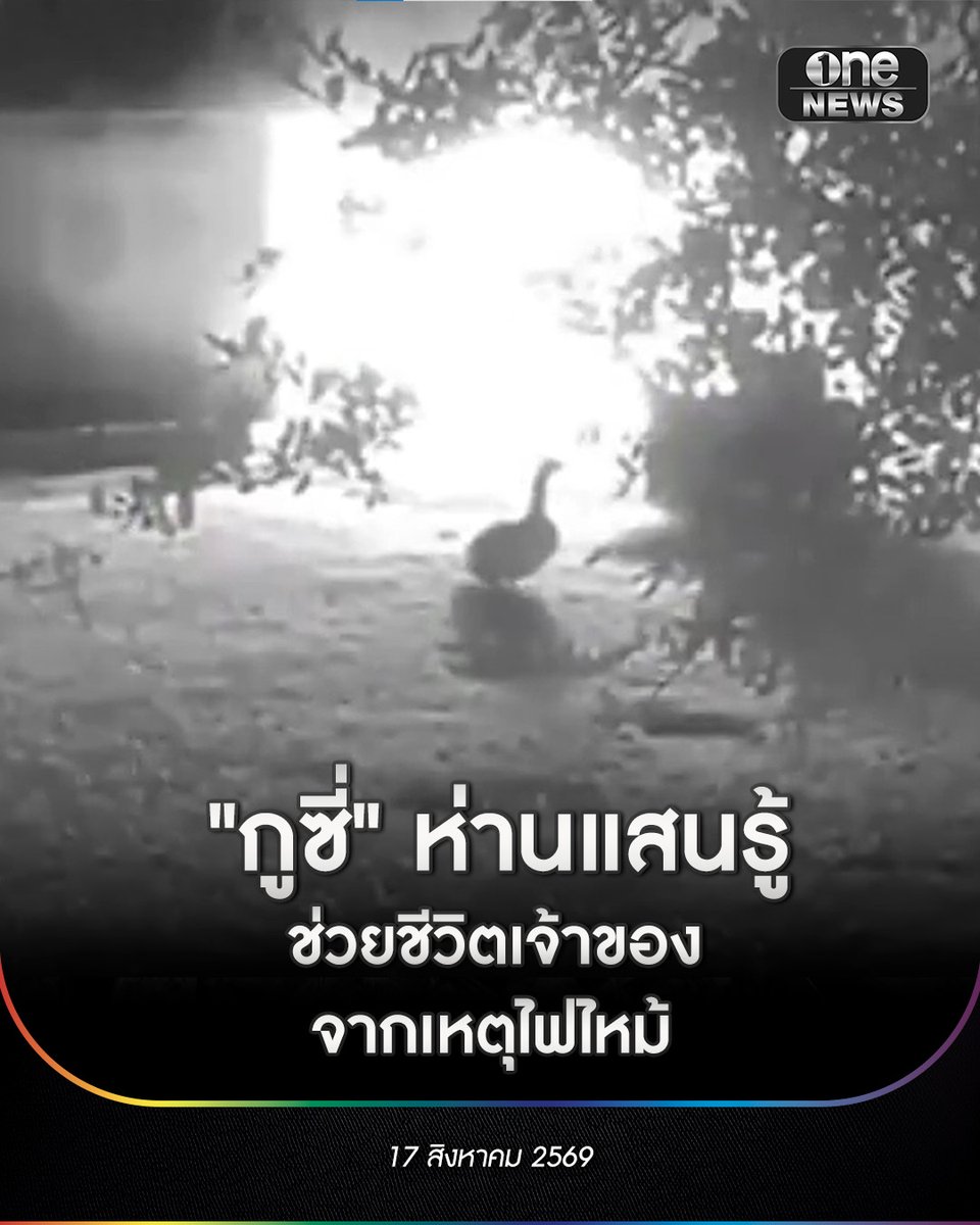 onenews31's tweet photo. "กูซี่" ห่านแสนรู้ ช่วยชีวิตเจ้าของ จากเหตุไฟไหม้
.
รายงานจากสำนักข่าว KHOU-TV  ระบุว่า เบิร์ต เกอร์เบอร์ (Bert Gerber) ผู้เป็นเจ้าของบ้านและฟาร์มในเมืองฮิวสตัน รัฐเทกซัส ของสหรัฐฯ   ได้เผลอหลับไปที่หน้าจอโทรทัศน์ แต่เขาตื่นขึ้นมาเพราะเสียงร้องดังลั่นจากเจ้า "กูซี่" (Goosey) ห่านที่เลี้ยงไว้ 
.
โดยเจ้าห่านตัวนี้ส่งเสียงร้องเตือนอย่างต่อเนื่องเมื่อโรงนาที่อยู่ด้านหลังบ้านเกิดเพลิงไหม้ 
.
หลังจากเกอร์เบอร์ ตื่นเพราะเสียงห่าน  เขารีบเดินออกไปข้างนอกและพบกับเพลิงที่กำลังลุกไหม้ โชคดีที่สามารถดับไฟได้อย่างรวดเร็ว ซึ่งทางเจ้าของเชื่อว่าเรื่องราวอาจจบลงด้วยความสูญเสียที่ร้ายแรงกว่านี้หากเจ้ากูซี่ ไม่ได้ส่งเสียงร้องบอกคนในบ้าน
.
#สำนักข่าววันนิวส์
