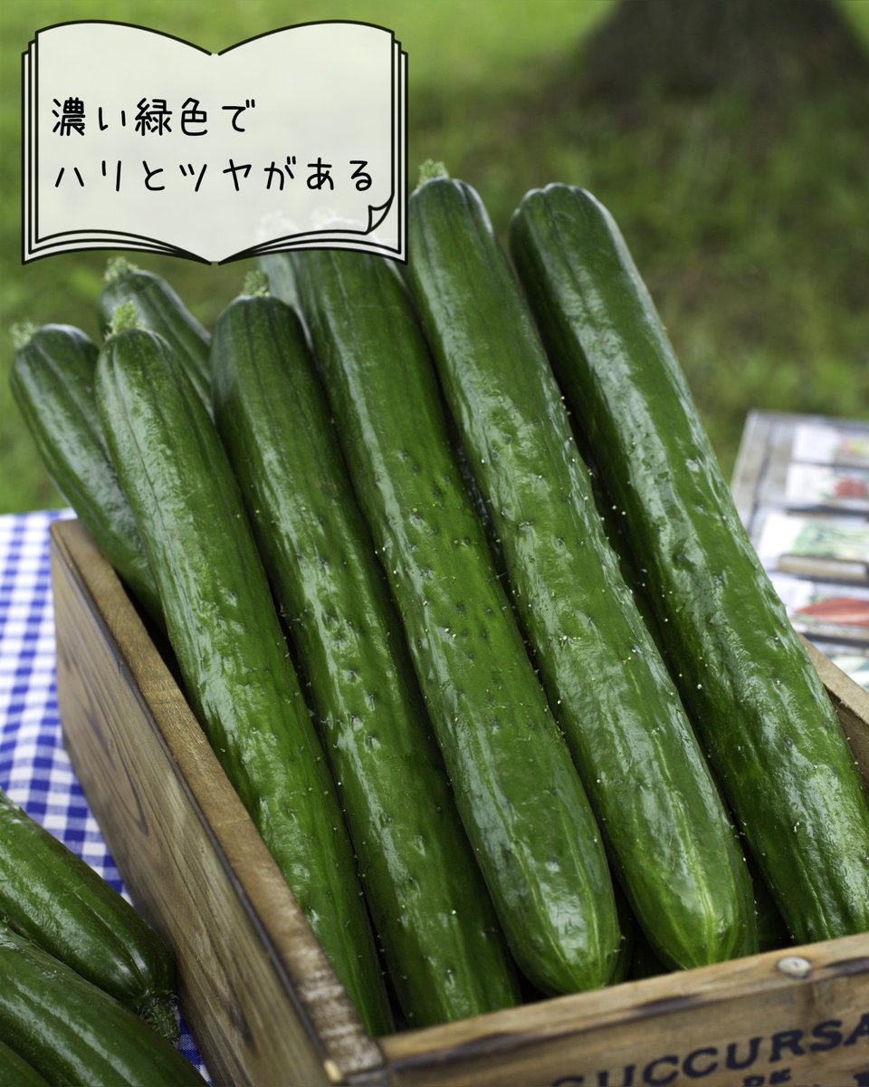 🔎#野菜の見分け方 新鮮なキュウリは・・・ 🥒濃い緑色でハリとツヤが