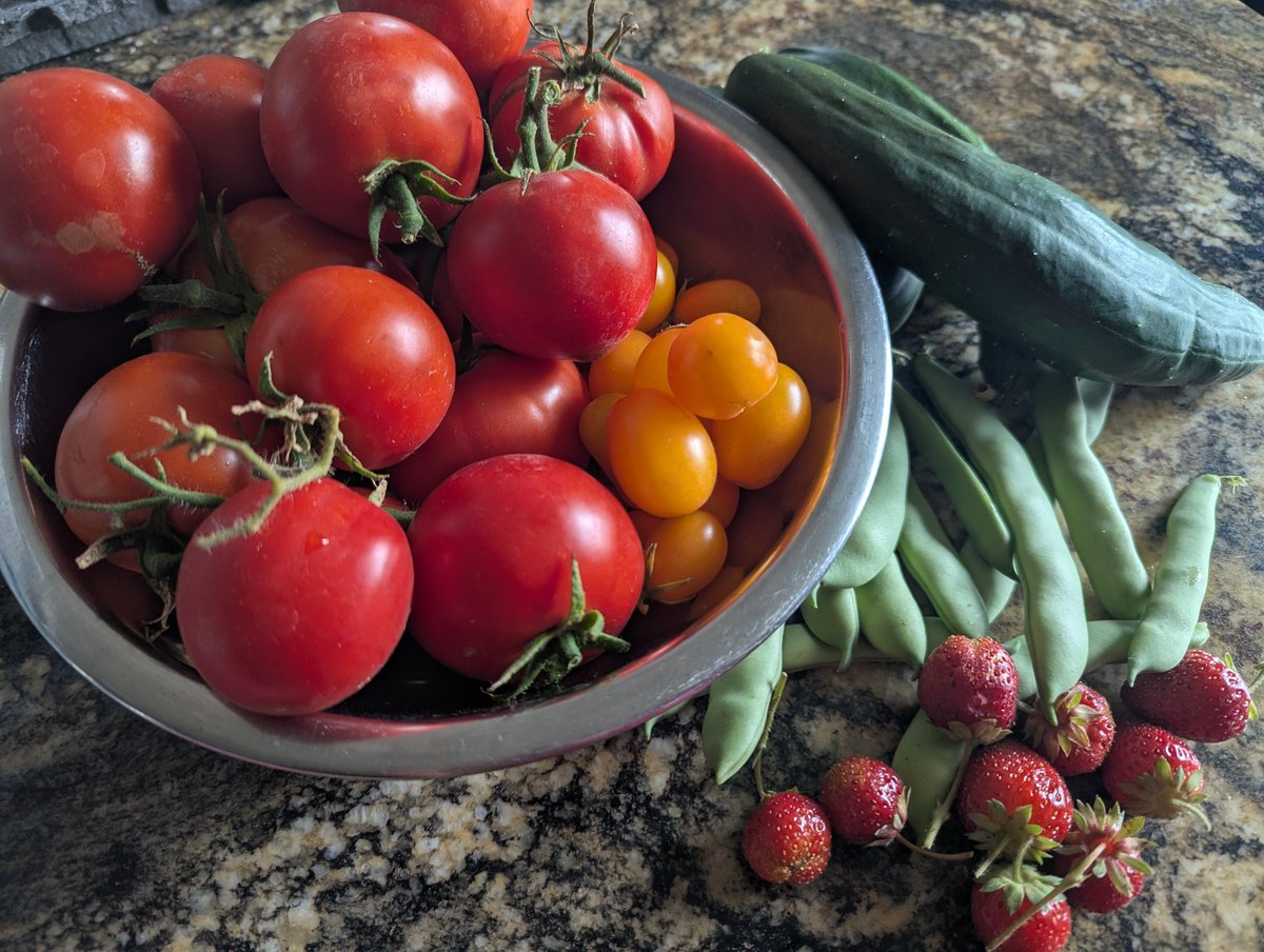 erikohanako's tweet photo. ただいまPeachland🍑 １週間の放置プレイでも。Today's harvest!  #うちの畑  2026 https://t.co/lIDCrgVP7S