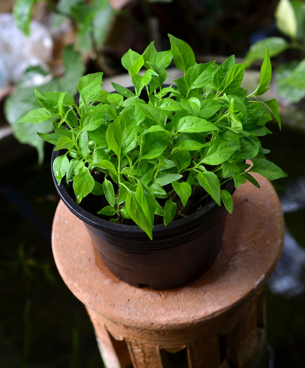 TRiley32123's tweet photo. My tiny balcony now has fresh basil u0026 mint —no more buying overpriced herbs at the grocery store! Small daily changes make big wins. https://t.co/0CFMREveFZ