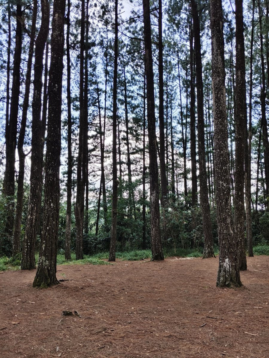 IamAleDelAngel's tweet photo. Domingo de respirar aire puro en mi parque favorito...El Haya. 

¡Y ya hay piñones! https://t.co/69gppoyVbY