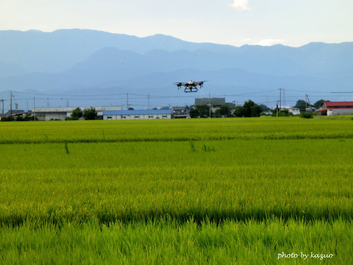 kazu69403860's tweet photo. 会津若松は☁☼31/21℃予報
曇り空
涼しめの風吹いてんなし

田んぼ道散歩道
目に染みる稲の緑
UFOかと思ったら肥料撒きドローン
(-｡-)y-ﾟﾟﾟ

#会津 #会津若松市 #風景写真 #view #散歩 #田んぼ #ドローン #曇り空 #ドローン #8月 #photographer #photograph #photography #空ネット https://t.co/7SvrZFhXOI