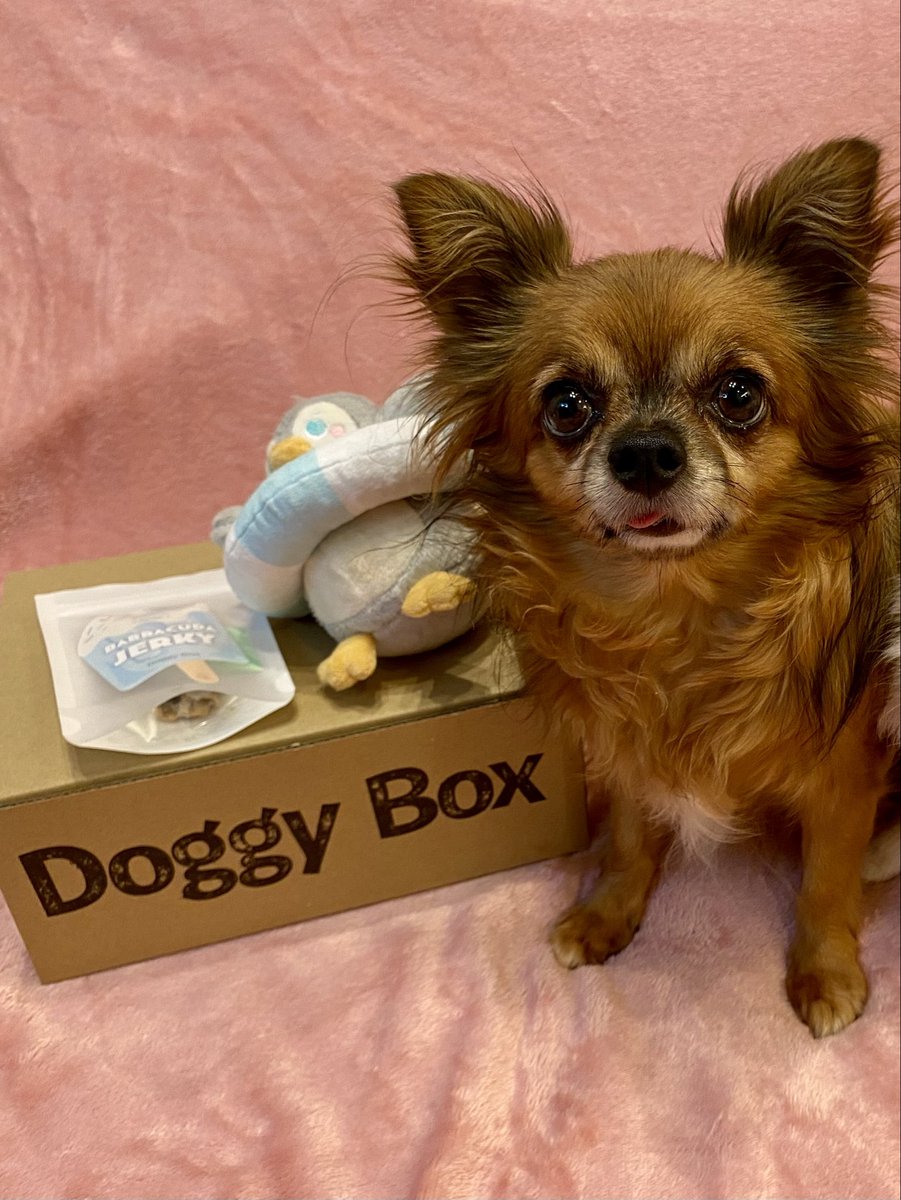 mitsukipapa's tweet photo. 今日のワンコ
#チワワ　#犬のいる暮らし
#今月のペンギンと
#doggybox  #pr https://t.co/27hpxDcHRu