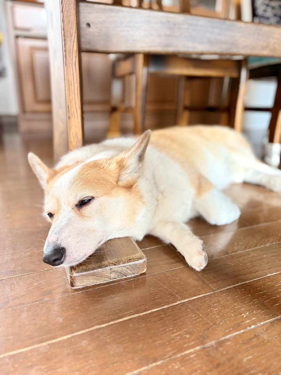 objdlove2001's tweet photo. 病院と爪切りを頑張ったお疲れーヌ。
ロンさん、「特発性免疫介在性多発性関節炎」を発症しちゃいまして現在お薬で治療中。
にしてもこの病名「〇〇性」が三つも入ってて覚えにくいwww
#コーギー
#コーギーのいる暮らし https://t.co/E8mtuQCDNr