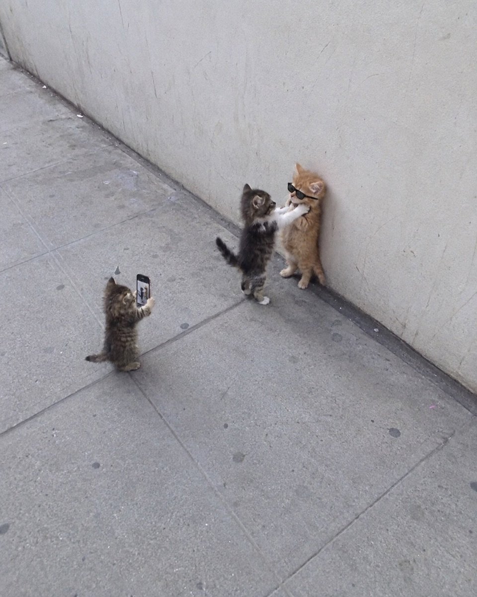 catslovings1's tweet photo. https://t.co/3RS9x4caE9