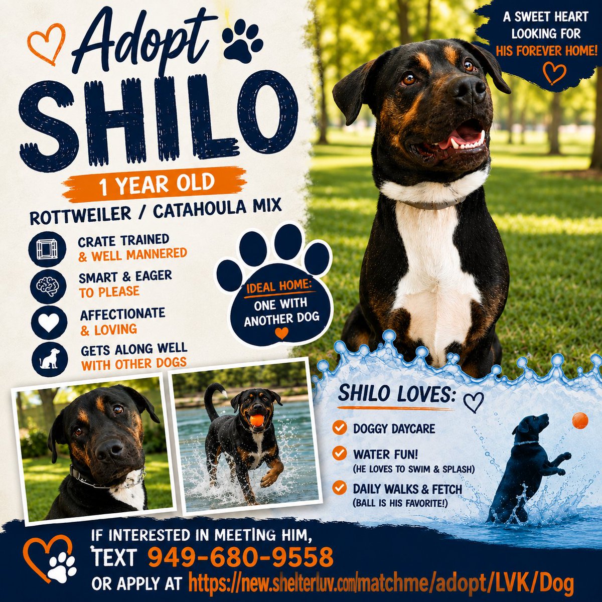 LVK9CrewRescue's tweet photo. 🐾 **Sweet Shilo is ready for her forever home!
#Shilo #AdoptShilo #AdoptDontShop #LasVegasDogs #LasVegasPets #VegasDogs #VegasRescueDogs #LasVegasDogRescue #VegasPetRescue #AdoptInLasVegas #RescueDog #DogAdoption #FosterDogs #ForeverHomeWanted #NevadaDogs #SaveARescueDog https://t.co/lnJ4B24H8c