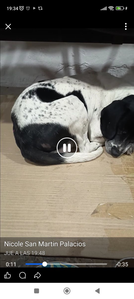 Chilena9772's tweet photo. 📢 Se busca adoptante para este viejito sin dientes y ojos grises, es mansito 🙏🏻🙏🏻👇🏻👇🏻
Lo encontraron afuera de un colegio de #PuenteAlto al parecer lo abandonaron. Es miedoso parece que sufrió maltrato. +56983410580 Nicole RT @KarendTV @puentealto_pald @alledeformes @iritas1117 https://t.co/8kfVOFDyn5