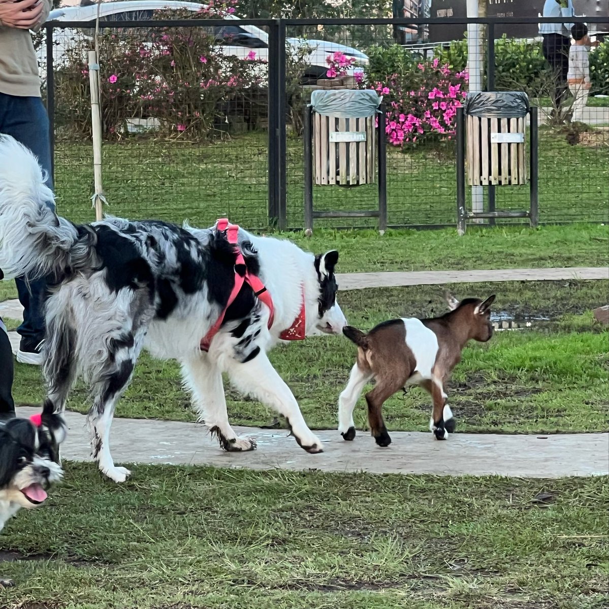 WhyMay's tweet photo. Cachorro esquisito https://t.co/jXNr3ggI9a