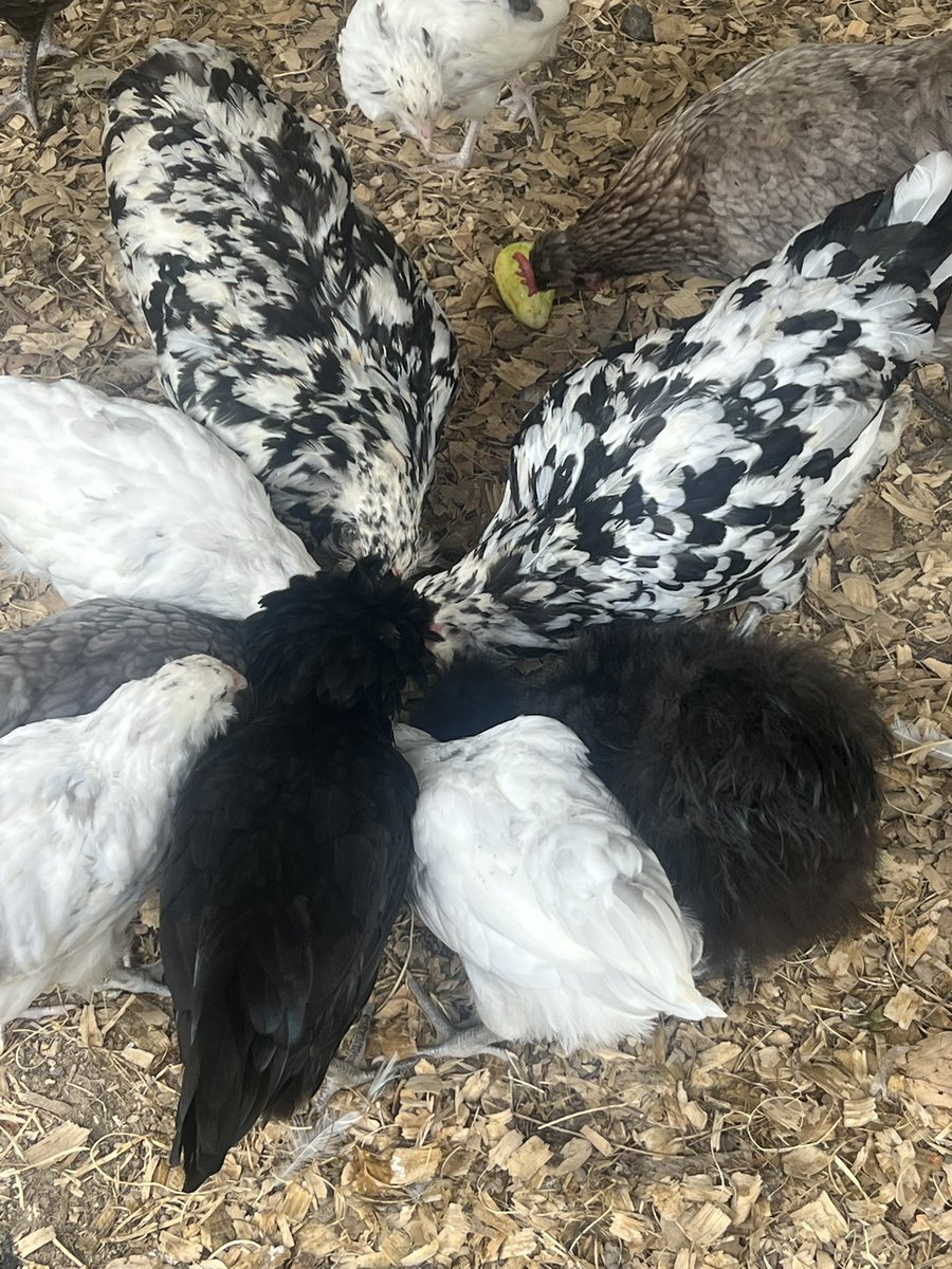 MeirenVT's tweet photo. Farmer Meiren update: 
Hatched some baby Quail tonight. 10/10 super cute. Also have 25 baby chickens. My older ones give me pretty eggs. Have way too many turkeys and currently hatching 14 more cause you aren’t my mom. 🐣🐓🦃🥚👩🏼‍🌾 Life is good https://t.co/8elDOFv81k