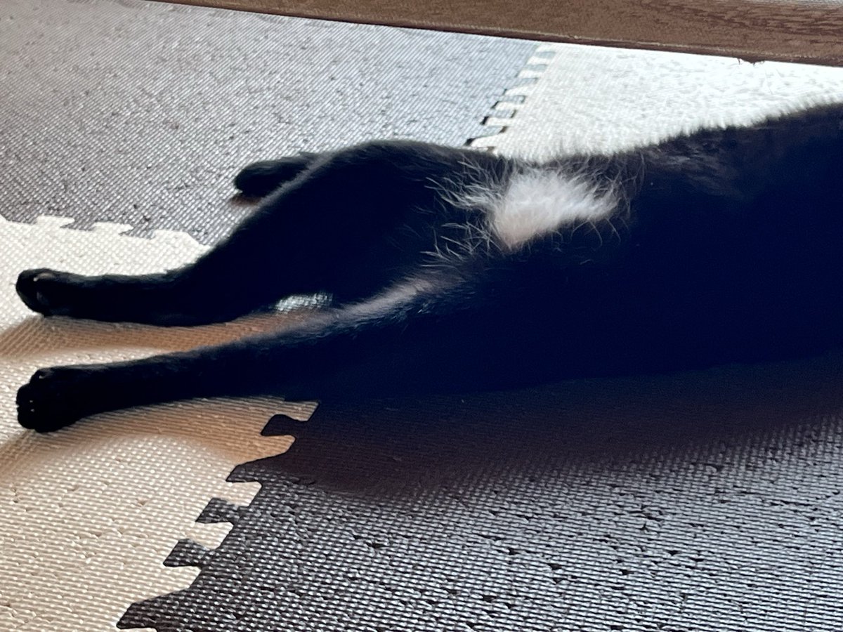 minako375e's tweet photo. #黒猫感謝の日
らしいので。我が家のチョコちゃん。
いつもかわいいをありがとう😊 https://t.co/eGQCVipQyp