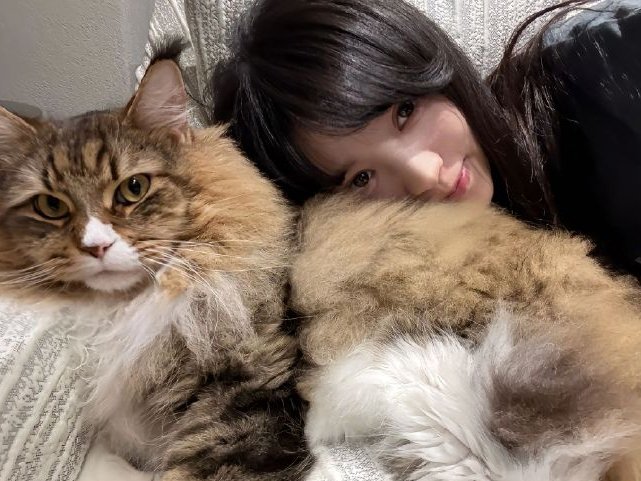 LeteDaniel93424's tweet photo. 一人​一猫
#田曦薇 #Tianxiwei https://t.co/PlpiIRT5yf