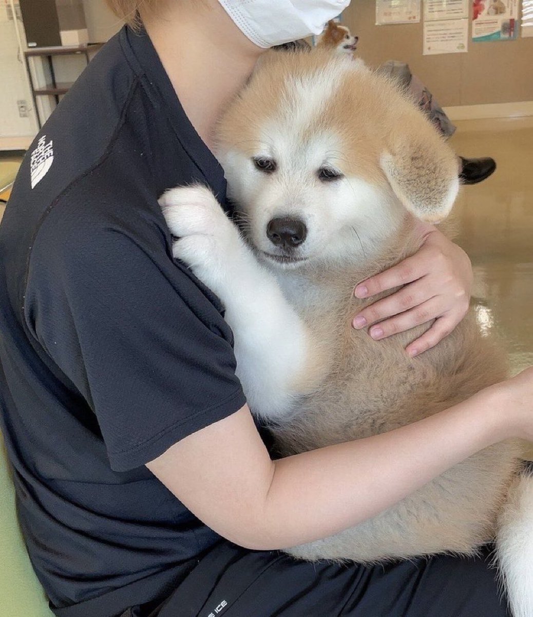 inu1st's tweet photo. 注射の恐怖から必死に飼い主へしがみつく犬見て https://t.co/bjJdiUdr73