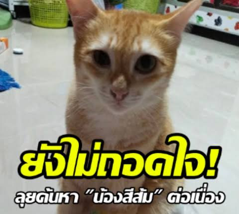 tonever22's tweet photo. 📌 17 ส.ค. 2569 อัปเดตภารกิจตามหาน้องสีส้ม #แมวหายบนรถไฟ

สิ่งที่ยืนยันได้จากข้อมูลล่าสุดคือ:
◽️ยังไม่พบตัวน้องสีส้ม แต่ก็ยังไม่มีหลักฐานยืนยันว่าเกิดอะไรขึ้นกับน้อง
◽️ภารกิจยังไม่สิ้นสุด ยังเข้าไปค้นหา วางอาหาร ดูกล้องวรจรปิดทุกวัน
◽️เบาะแสหลักยังเกี่ยวข้องกับพื้นที่ชุมพร โดยเฉพาะบริเวณใต้ชานชาลาสถานีรถไฟ และพื้นที่โดยรอบ
◽️ขอให้ประชาชนช่วยกระจายข้อมูลตามหาสีส้ม
◽️ช่องทางสำหรับติดตามข่าวสารและแจ้งเบาะแส เพจ The Hope Thailand / เพจบ้านหลังสุดท้ายของน้องจรจัด