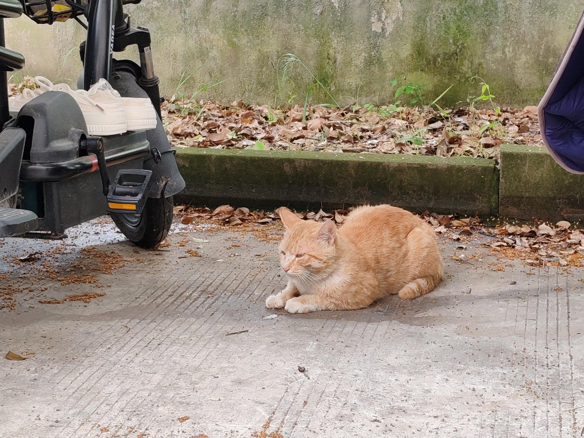 BhanguMehak's tweet photo. Just had a long walk and saw a stray cat curl up in the sun—small, perfect moment that made my whole day feel lighter. https://t.co/eqDa6HGpfL