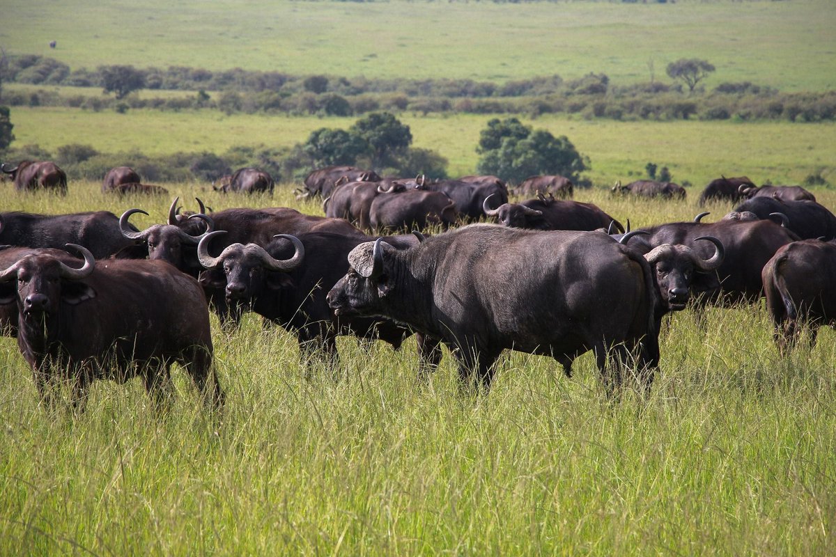 lakemburo's tweet photo. Buffalo encounter! 🐃 These powerful beasts roam Lake Mburo's grasslands. Respect their space and watch in awe. Book your safari at https://t.co/60qU2rhB4D  #lakemburonationalpark
#lakemburonationalparkuganda
#lakemburopark https://t.co/IQ0HdIekex