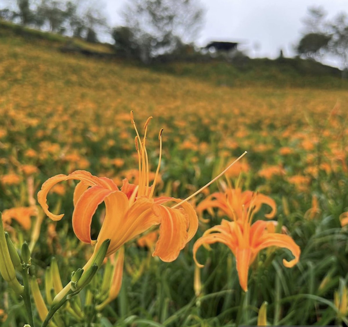 Ann_iTravel's tweet photo. 🌼8～9月、台湾東部は金針花の季節！台東・太麻里や花蓮・六十石山、赤科山が黄金色に染まります✨ 台湾では美容や健康を意識した食材としても親しまれ、金針花排骨湯などにも使われます🍲 台湾ならではの絶景と味を楽しんでみませんか？ https://t.co/T51hWiptWs