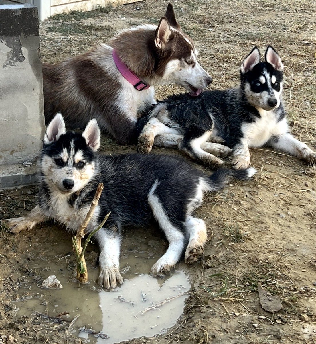 datariesgrl's tweet photo. only two survived and i love them so much🥺
meet my Oakley and Stella babies 😍 https://t.co/VZWdFqz7Cc