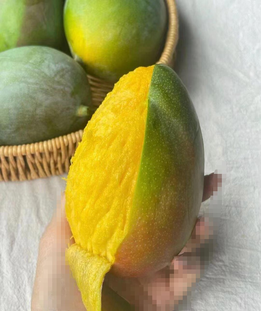 tombking21's tweet photo. Got my hands on the juiciest mango in summer  No fancy recipe needed—just bite straight into its sweet, pulpy goodness!， https://t.co/wfRfa4uMS5