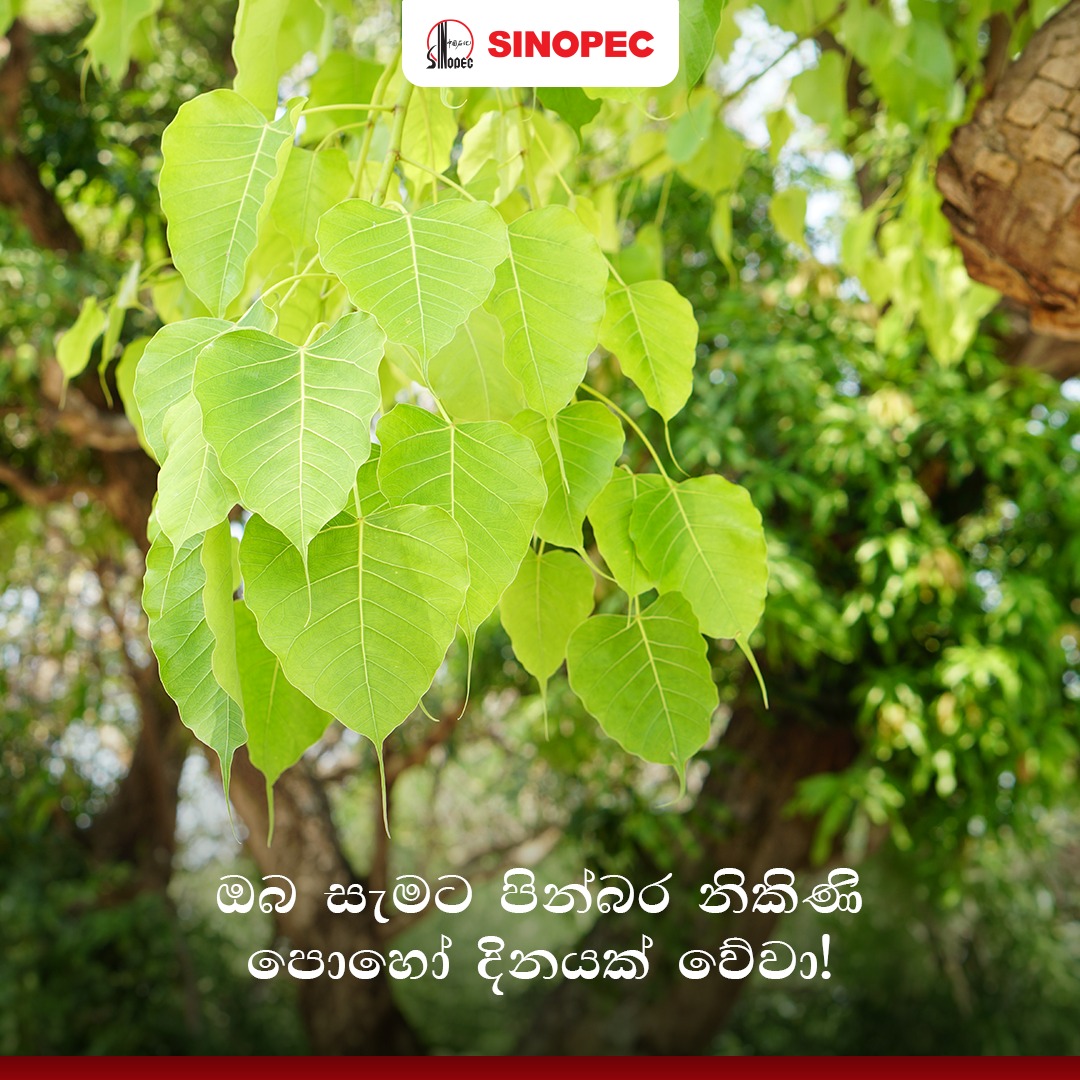 sinopec_lk's tweet photo. Wishing you a peaceful and blessed Nikini Poya Day.

පින්බර නිකිණි පොහොය දිනයක් වේවා.

ஆசிர்வதிக்கப்பட்ட நிகினி பௌர்ணமி தின நல்வாழ்த்துகள்!

#SinopecLanka #Sinopec #SinopecNews #ExploreSriLanka #CleanSriLanka #lka https://t.co/aUxV1ZIKMg