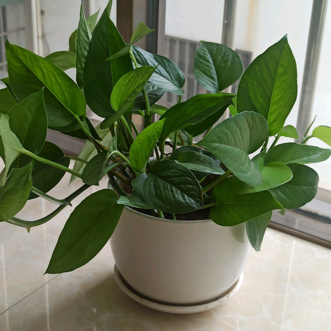 HH9yhgKNGEuSSJM's tweet photo. Pro tip for your pothos! Let the top 2 inches of soil dry out before watering. It’ll grow faster and avoid root rot. https://t.co/Q4AXXK7U5t