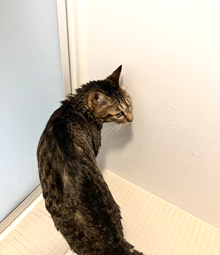 MayMay_JBCC's tweet photo. 今年初のシャンプー🚿
ご褒美の大好きなおやつを食べる顔は怒り気味💦
「おやつは食べる‼️でもシャンプーしたことは許してない😾」そんな顔です😅 https://t.co/cZ3TAeM2uk