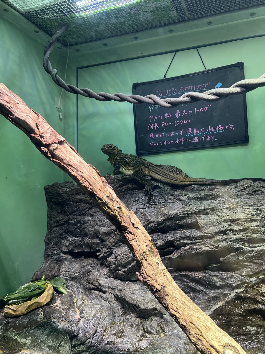 mayonakanoidera's tweet photo. そしてさんしゃいーん水族館！！ https://t.co/IWx9whAkAV
