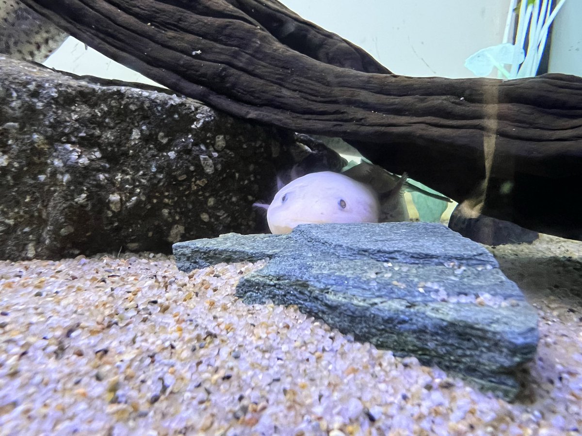 mayonakanoidera's tweet photo. そしてさんしゃいーん水族館！！ https://t.co/IWx9whAkAV