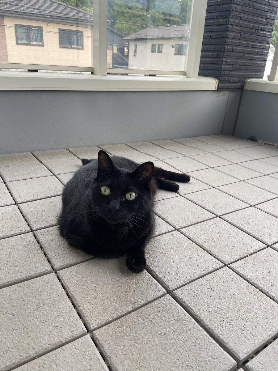 nyaaa0455's tweet photo. @nekomagin0455 何で黒猫の日なの？ https://t.co/0fsA9ELFsL
