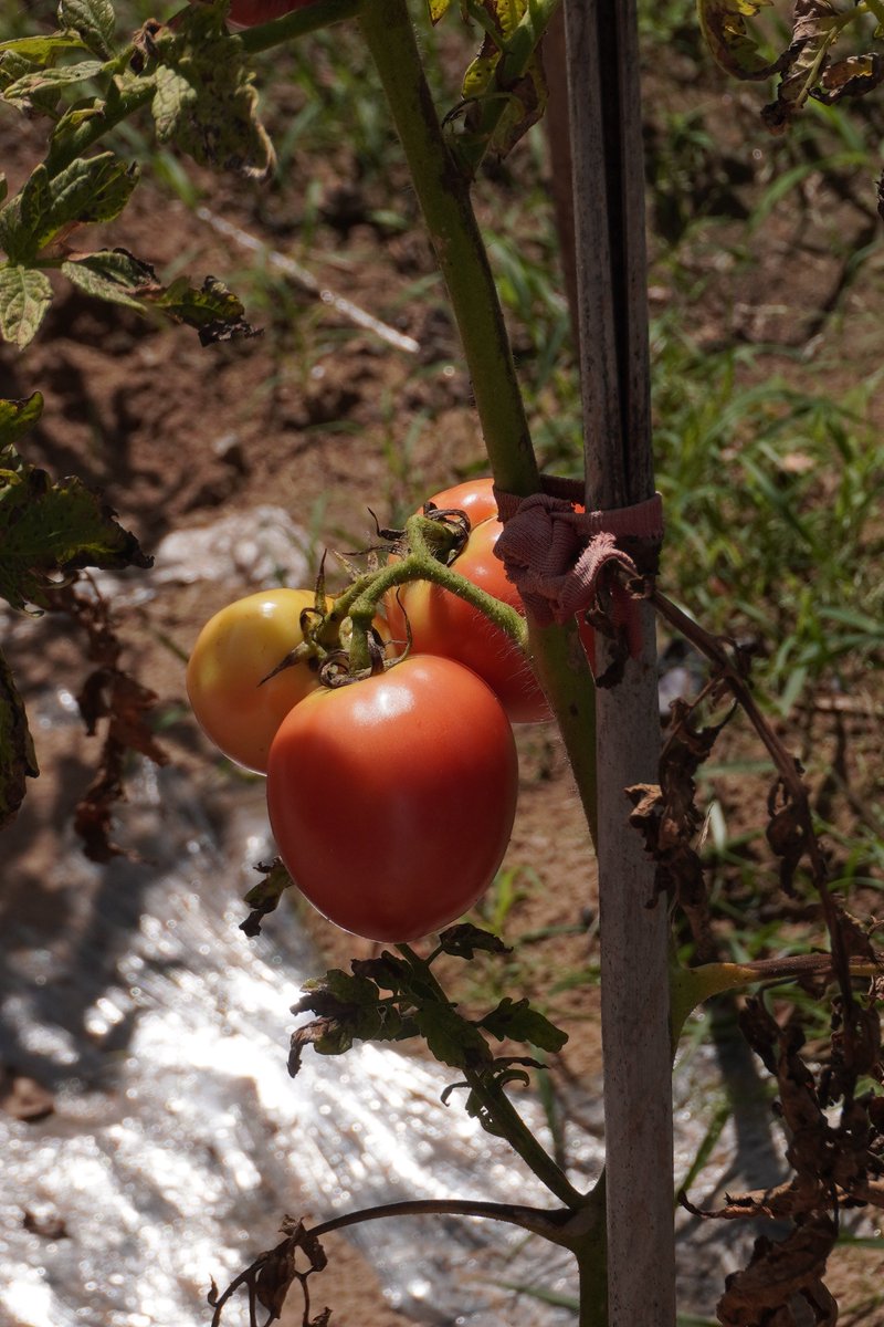flowerpotyyy's tweet photo. 🍅🍅🍅 https://t.co/bQXF6b05pz