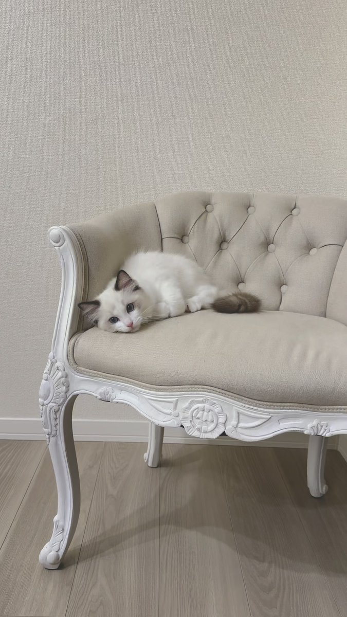 Niko18511's tweet photo. Nothing beats a lazy Sunday curled up with my fur baby  The best kind of company is the one that purrs or barks back. https://t.co/6qcFU5H4qI